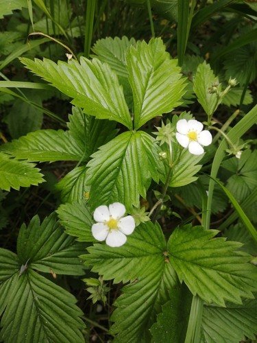 Bosaardbei (Fragaria vesca)