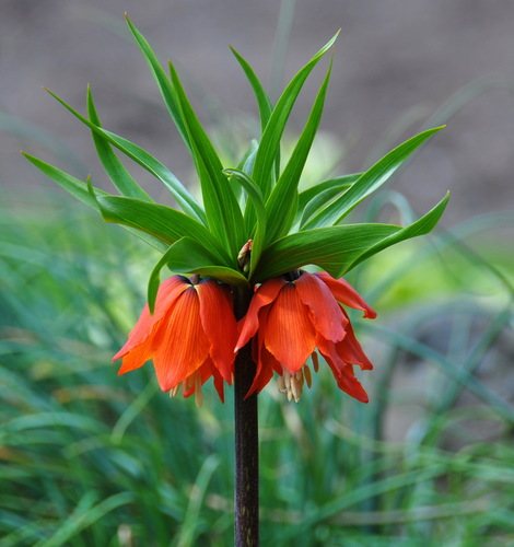Keizerskroon (Fritillaria imperialis)