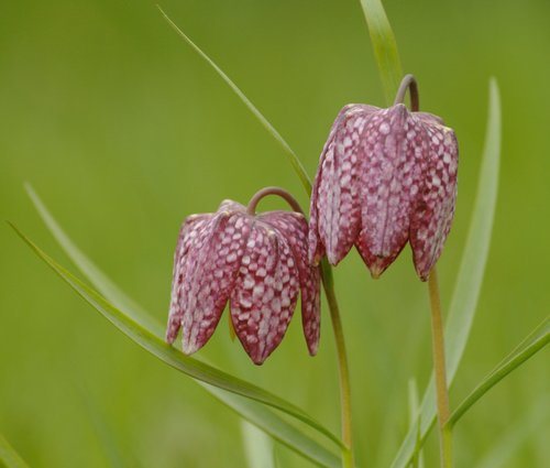 Wilde kievitsbloem (Fritillaria meleagris)