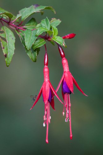 Fuchsia (Fuchsia magellanica)
