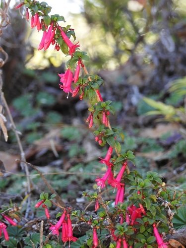Fuchsia (Fuchsia microphylla)