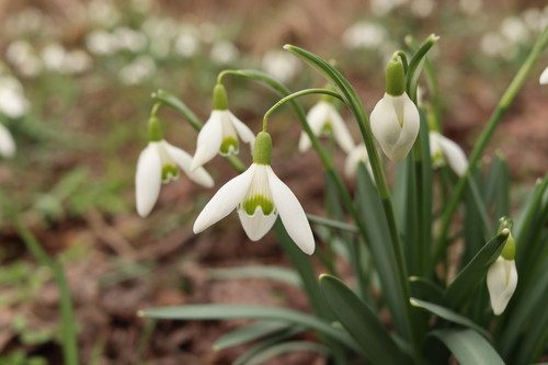 Gewoon sneeuwklokje (Galanthus nivalis)