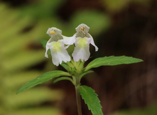 Bleekgele hennepnetel (Galeopsis segetum)