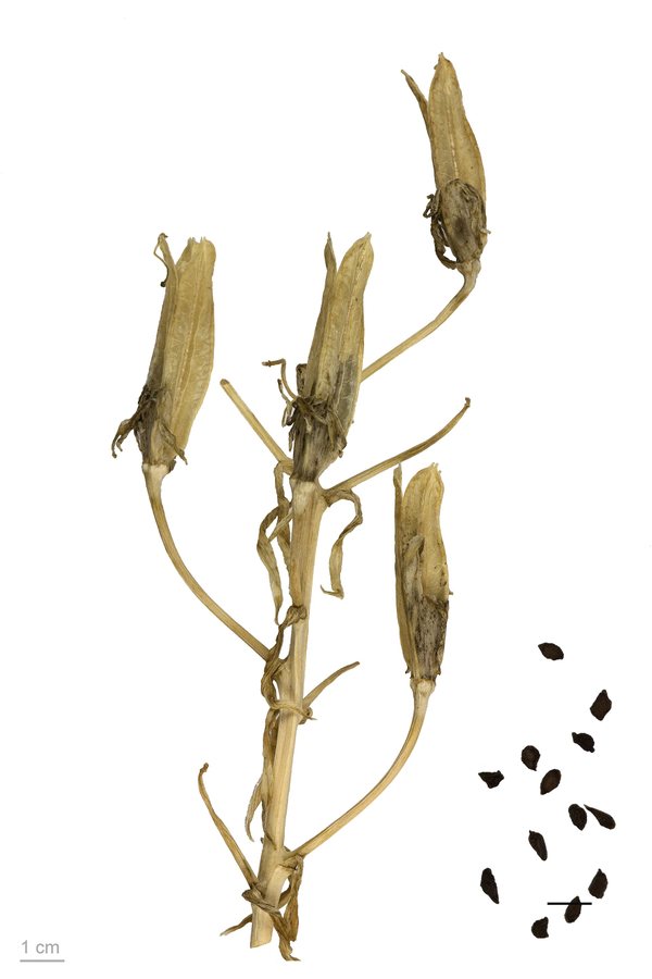 Zomerhyacint (Galtonia candicans)