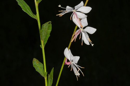Prachtkaars (Gaura lindheimeri)