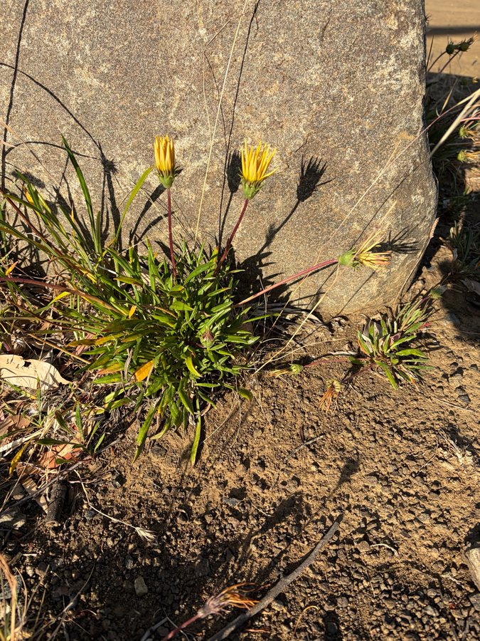 Gazania / Middaggoud (Gazania splendens / Gazania rigens)