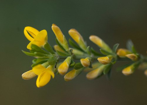 Kruipbrem (Genista pilosa)
