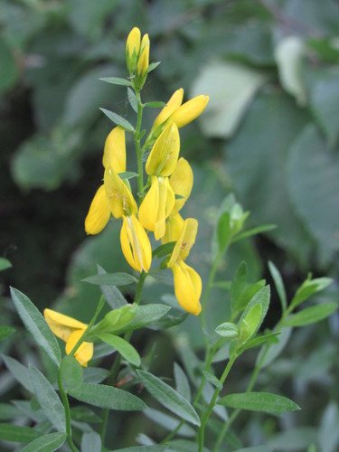 Verfbrem (Genista tinctoria)