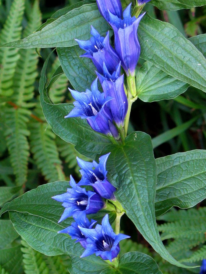 Zijdeplantgentiaan (Gentiana asclepiadae)