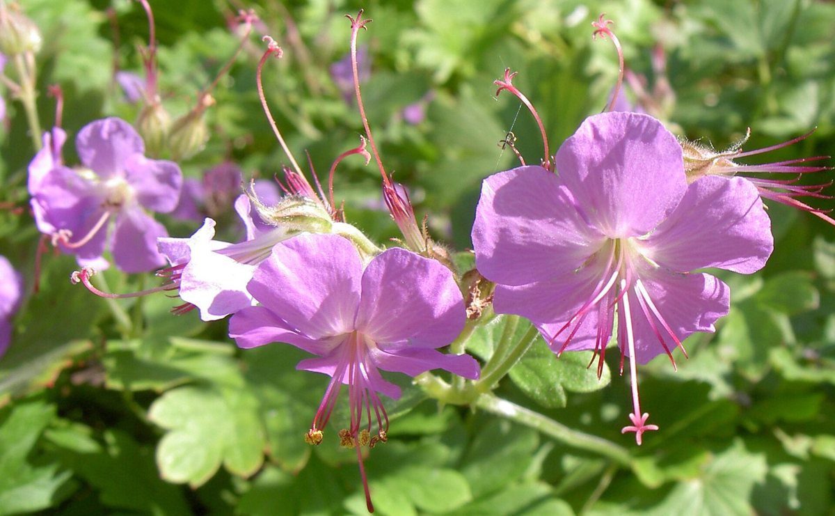 Ooievaarsbek (Geranium x cantabrigiense)