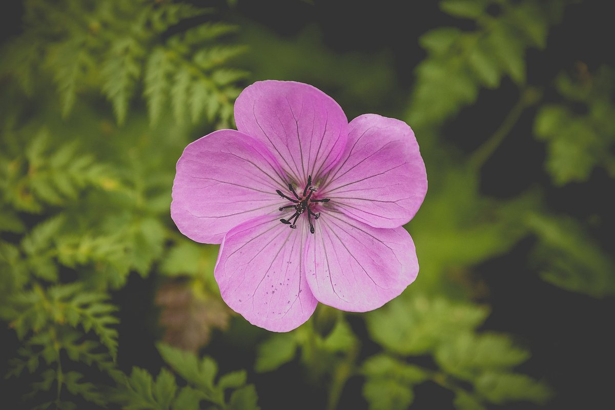 Grijsbladige ooievaarsbek (Geranium cinereum)
