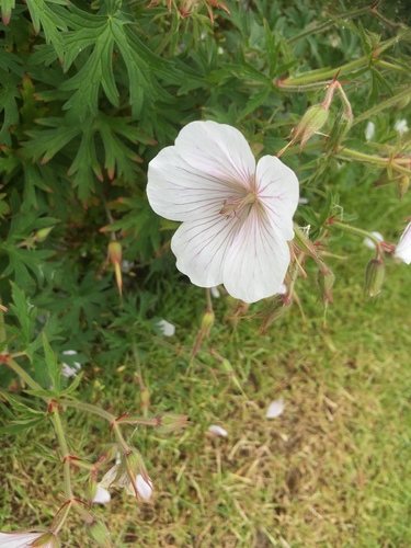 Clark's ooievaarsbek (Geranium clarkei)