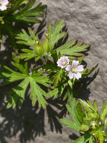 Slipbladige ooievaarsbek (Geranium dissectum)
