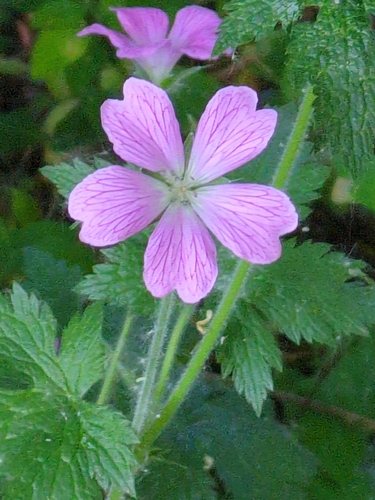 Ooievaarsbek (Geranium endressii)