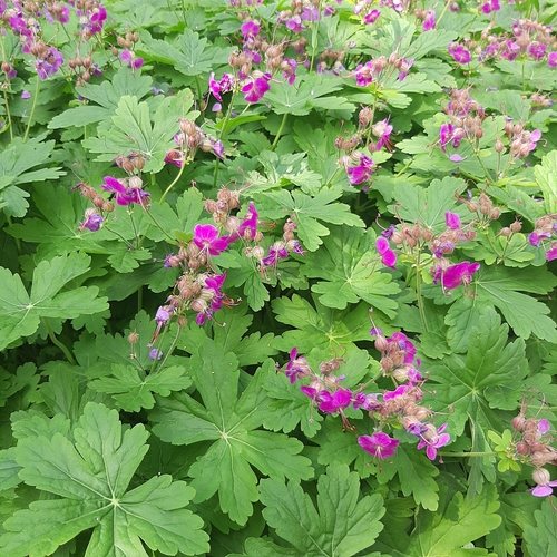 Rotsooievaarsbek (Geranium macrorrhizum)