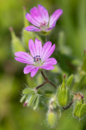 Zachte ooievaarsbek (Geranium molle)