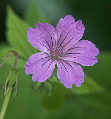 Knopige ooievaarsbek (Geranium nodosum)