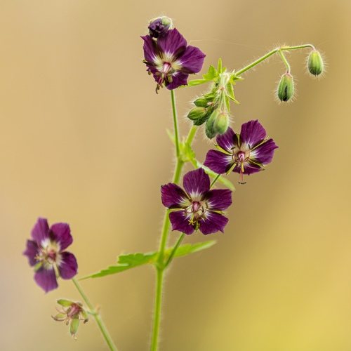 Donkere ooievaarsbek (Geranium phaeum)
