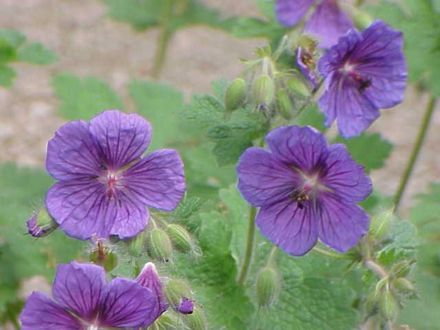 Ooievaarsbek (Geranium platypetalum)