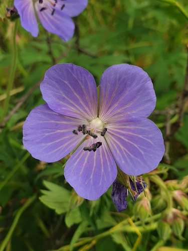 Beemdooievaarsbek (Geranium pratense)