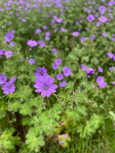Bermooievaarsbek (Geranium pyrenaicum)