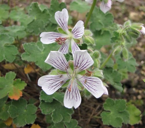 Ooievaarsbek (Geranium renardii)