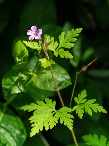 Robertskruid (Geranium robertianum)