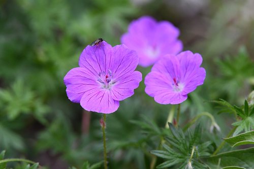 Bloedooievaarsbek (Geranium sanguineum)