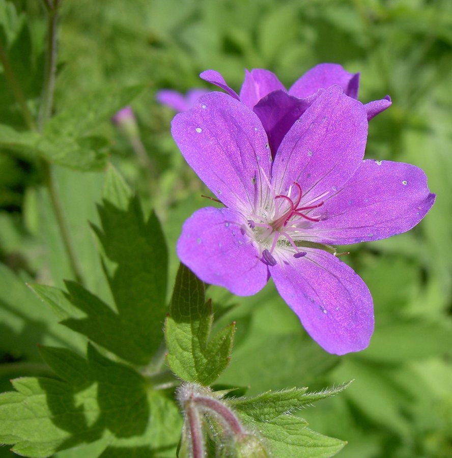 Bosooievaarsbek (Geranium silvaticum)