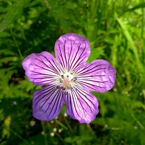Ooievaarsbek (Geranium wlassovianum)