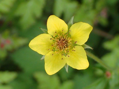 Knikkend nagelkruid (Geum rivale)