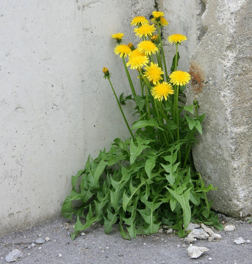 Paardenbloem (Gewone paardenbloem)