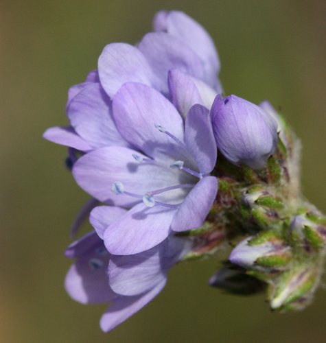 Duizendblad gilia (Gilia achilleifolia)