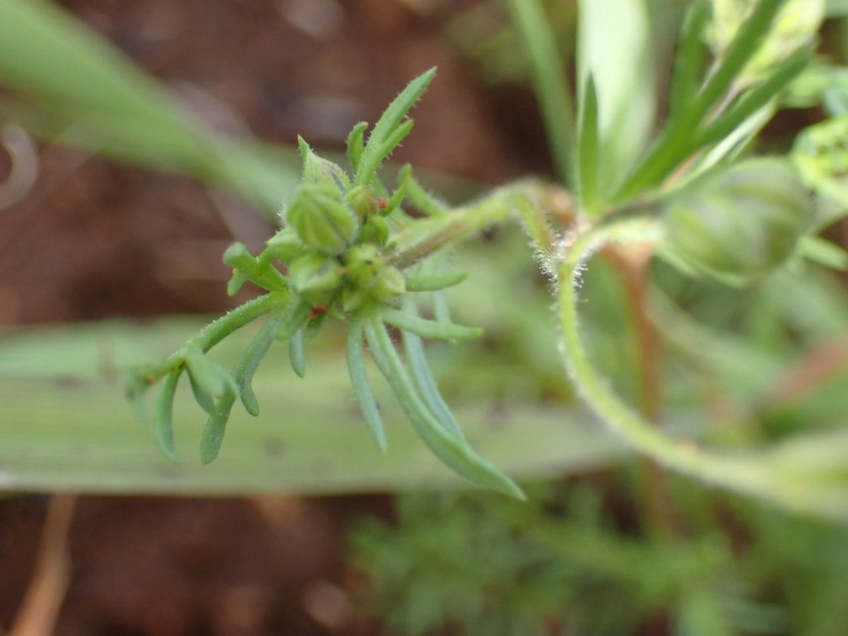Driekleurige gilia (Gilia trocolor)