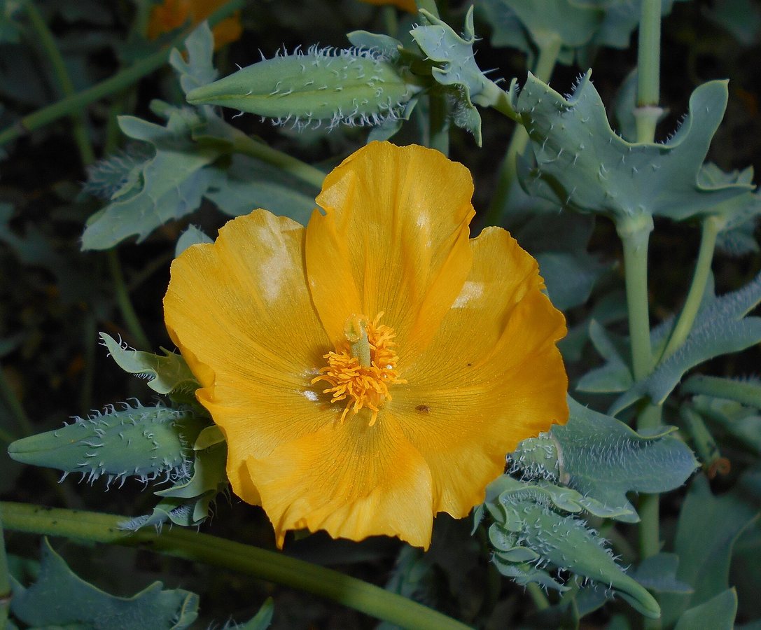 Gele hoornpapaver (Glaucium flavum)