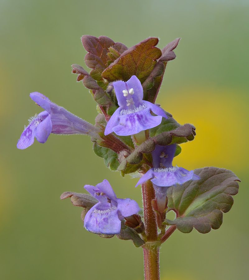 Hondsdraf (Glechoma hederacea)