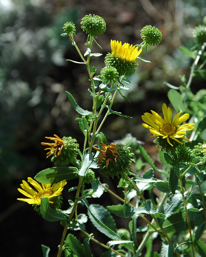 Gomplant (Grindelia squarrosa)