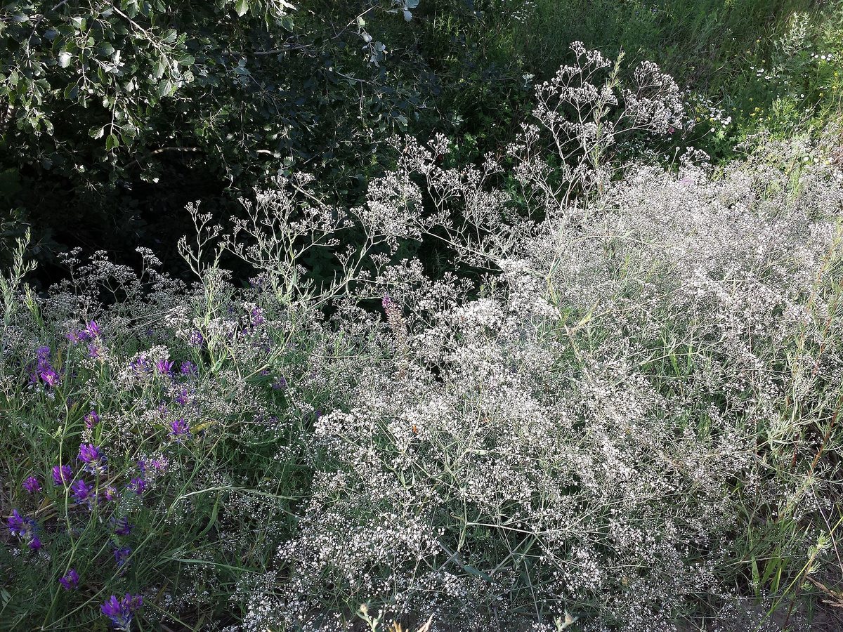 Bruidssluier (Gypsophila paniculata)