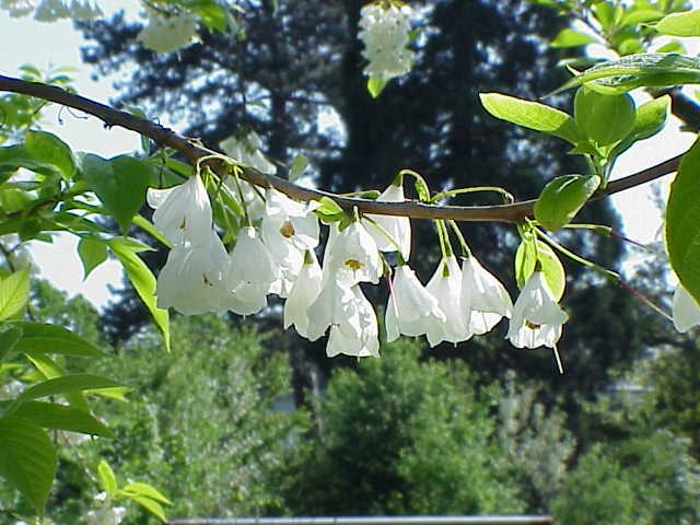 Sneeuwklokjesboom (Halesia carolina)