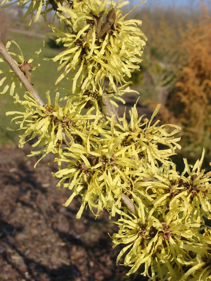 Toverhazelaar (Hamamelis x intermedia)