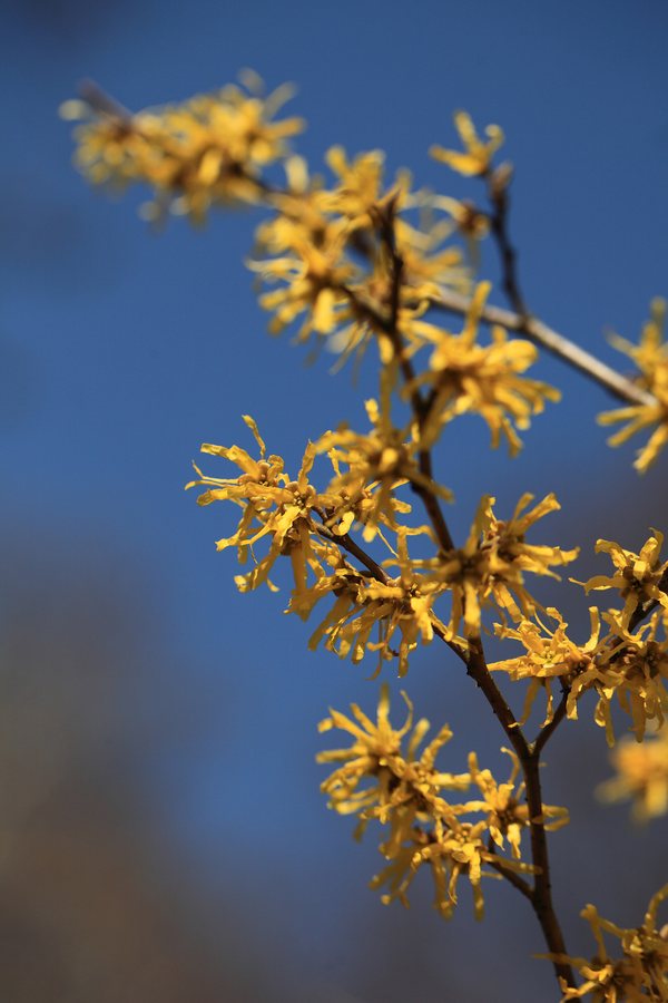 Japanse toverhazelaar (Hamamelis japonica)