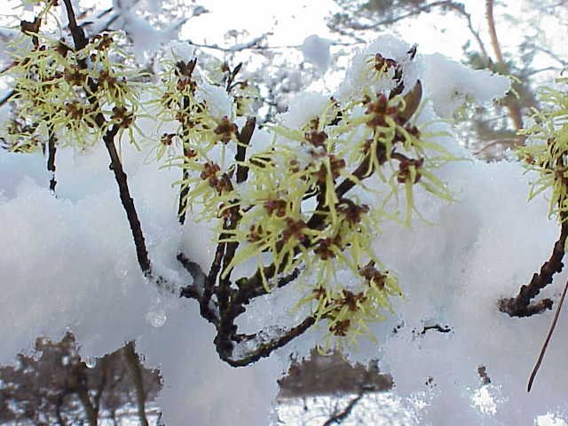 Chinese toverhazelaar (Hamamelis mollis)