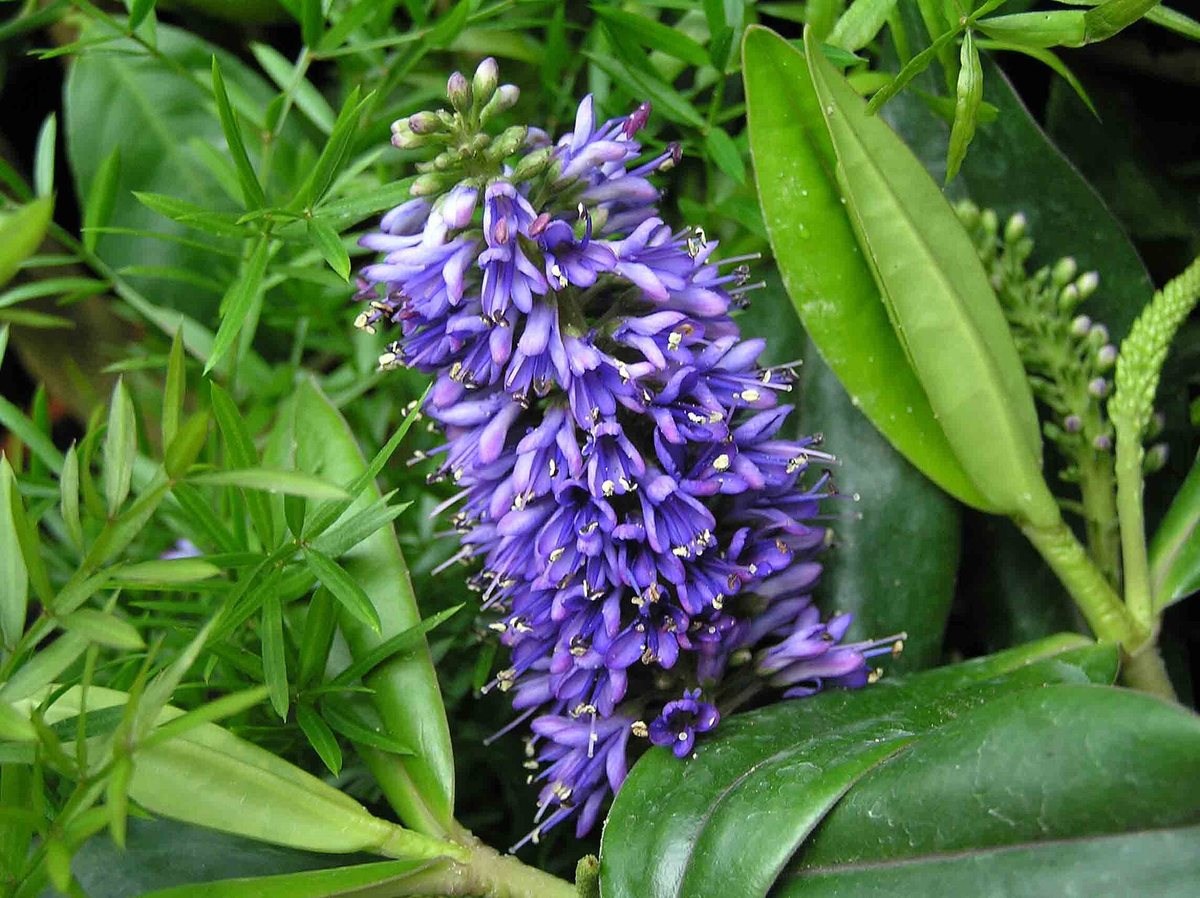 Struikveronica (Hebe x andersonii)