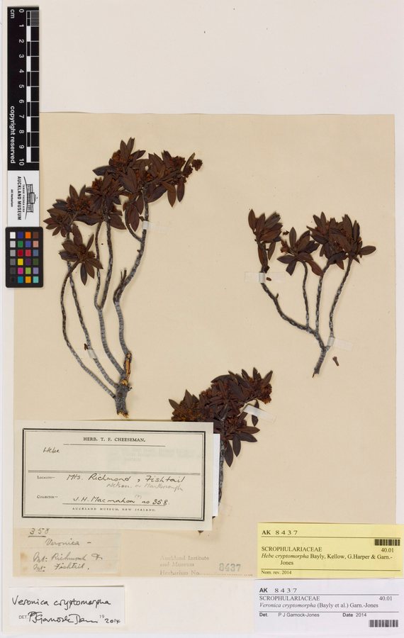 Struikveronica (Hebe brachysiphon)