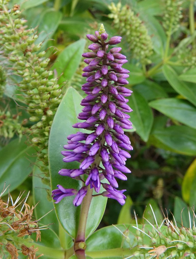 Struikveronica (Hebe salicifolia)