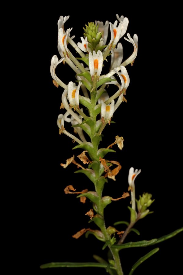 - (Hebenstretia dentata)