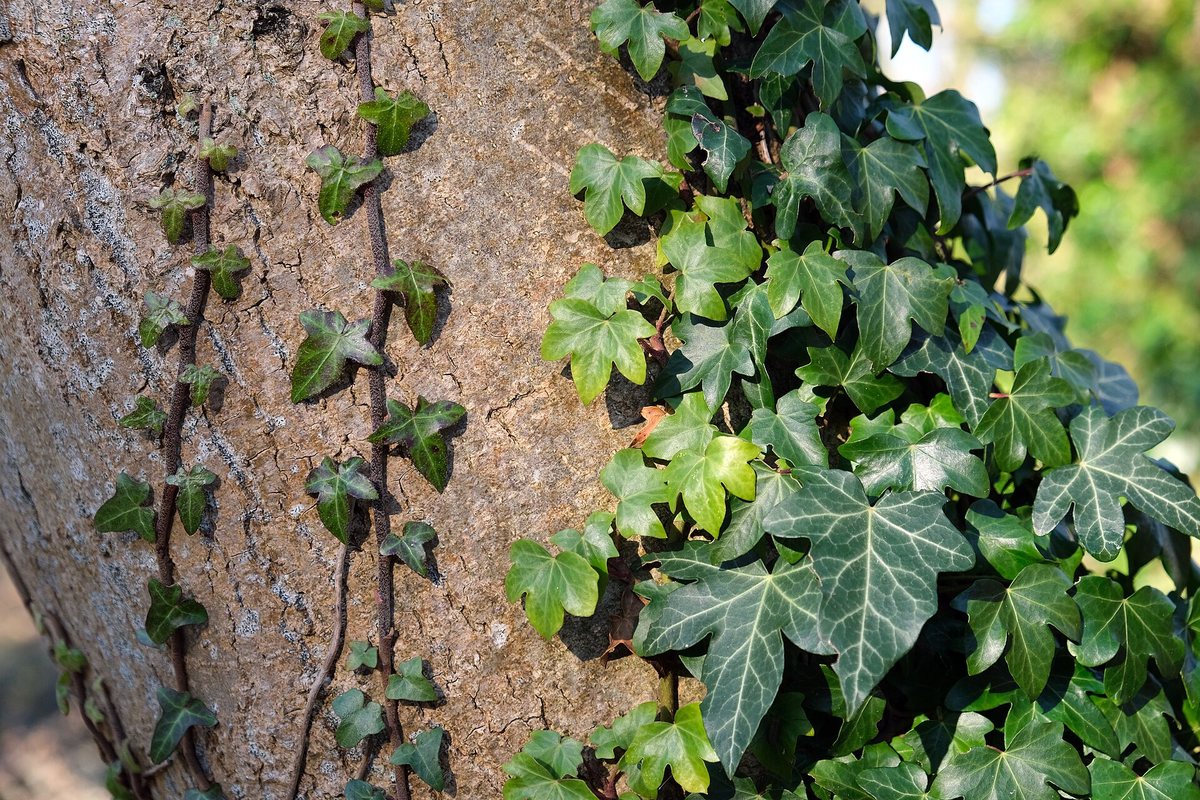 Klimop (Hedera helix)