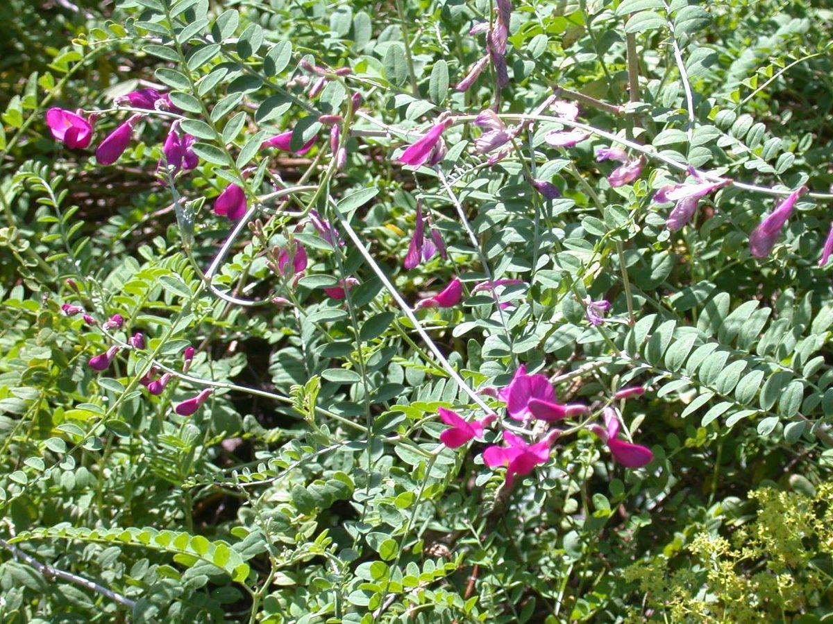 - (Hedysarum multijugum)