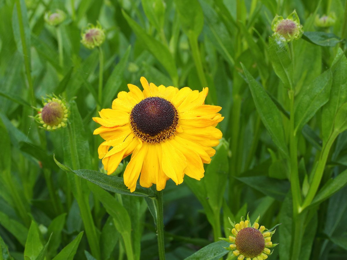 Zonnekruid (Helenium-hybryden)