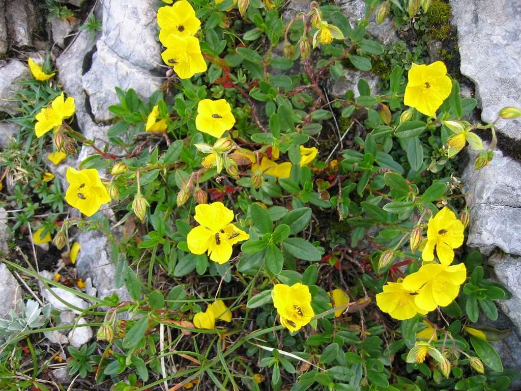 Geel zonneroosje / Gestippeld zonneroosje (Helianthemum nummularium)
